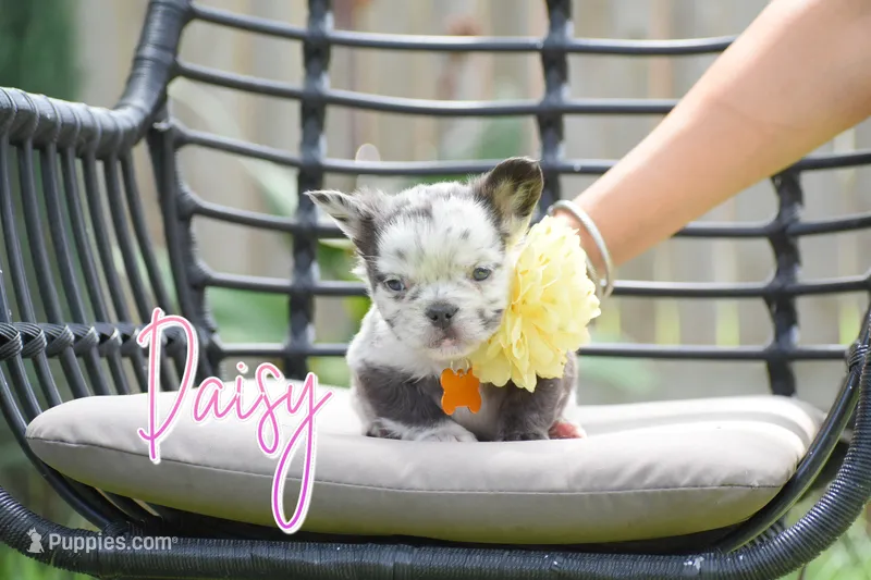 Daisy – French Bulldog puppy for sale in San Antonio, TX