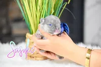 Sasuke , a male French Bulldog for sale in San Antonio, TX – 2 of 4