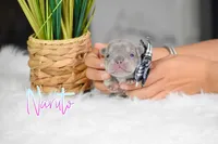 Naruto, a male French Bulldog for sale in San Antonio, TX – 2 of 4