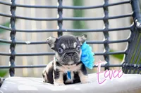 Eevee, a female French Bulldog for sale in San Antonio, TX – 3 of 3