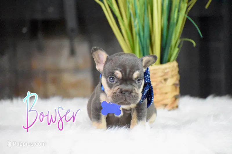 Bowser – French Bulldog puppy for sale in San Antonio, TX