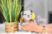 Daisy, a female French Bulldog for sale in San Antonio, TX – 2 of 4