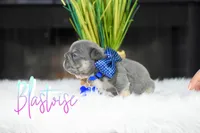 Blastoise , a male French Bulldog for sale in San Antonio, TX – 3 of 3