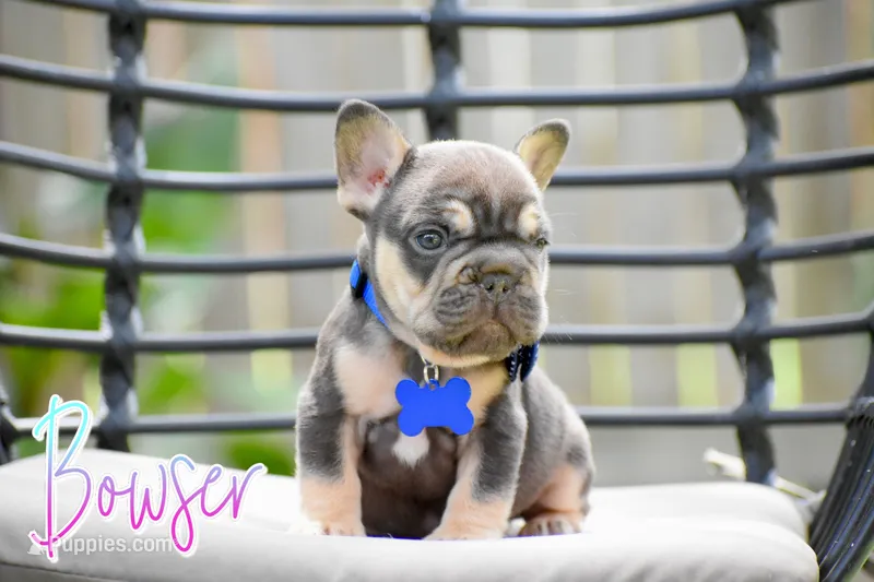Bowser – French Bulldog puppy for sale in San Antonio, TX