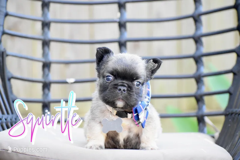 Squirtle  – French Bulldog puppy for sale in San Antonio, TX