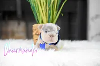 Charmander, a male French Bulldog for sale in San Antonio, TX – 2 of 2