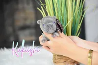 Kakashi, a male French Bulldog for sale in San Antonio, TX – 2 of 2