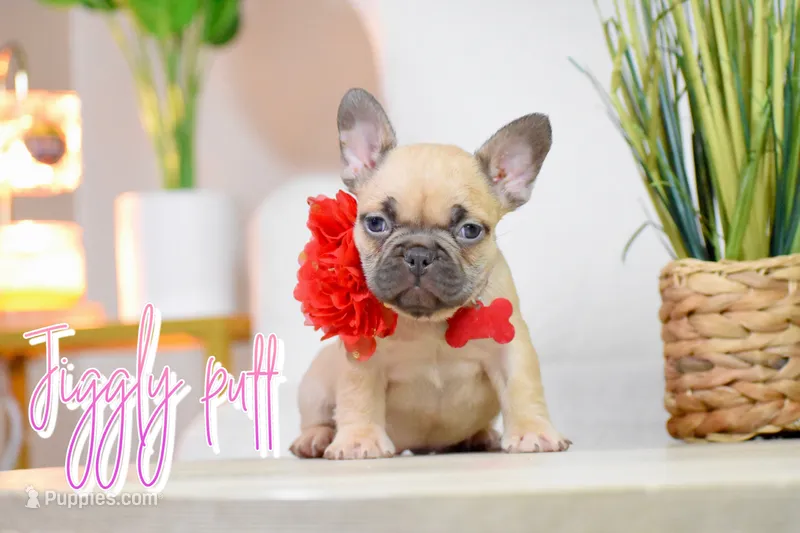 Jiggly puff  – French Bulldog puppy for sale in San Antonio, TX