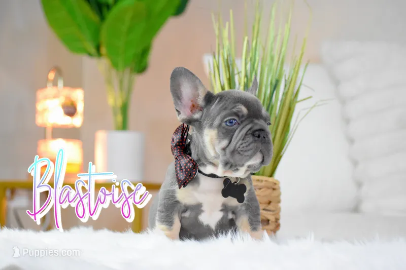 Blastoise  – French Bulldog puppy for sale in San Antonio, TX