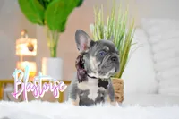Blastoise , a male French Bulldog for sale in San Antonio, TX – 1 of 3