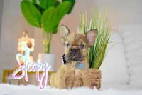Sleepy, a male French Bulldog for sale in San Antonio, TX – 1 of 5