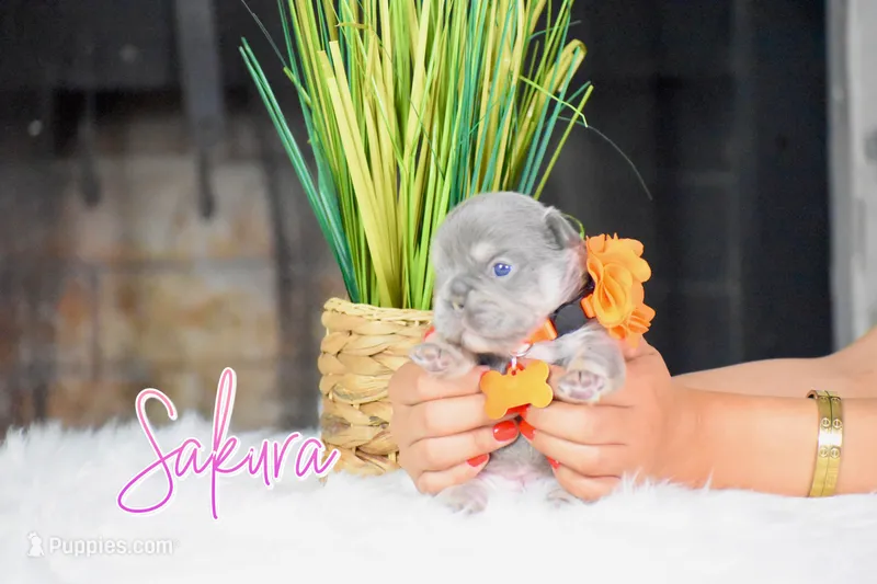 Sakura – French Bulldog puppy for sale in San Antonio, TX