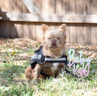 Baby kush , a male French Bulldog for sale in San Antonio, TX – Photo 2 of 2