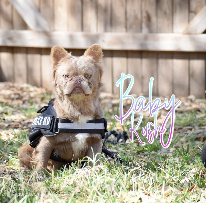 Baby kush  – French Bulldog puppy for sale in San Antonio, TX
