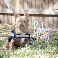 Baby kush , a male French Bulldog for sale in San Antonio, TX – Photo 1 of 2