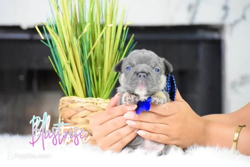 Blastoise  – French Bulldog puppy for sale in San Antonio, TX