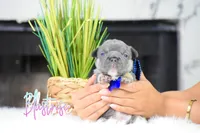 Blastoise , a male French Bulldog for sale in San Antonio, TX – 2 of 3