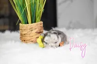 Daisy, a female French Bulldog for sale in San Antonio, TX – 3 of 4