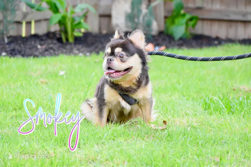 Smokey  – French Bulldog puppy for sale in San Antonio, TX