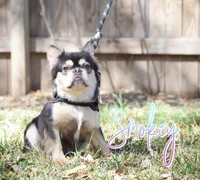 Smokey , a male French Bulldog for sale in San Antonio, TX – Photo 1 of 2