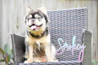 Smokey , a male French Bulldog for sale in San Antonio, TX – 2 of 2