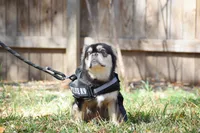 Smokey , a male French Bulldog for sale in San Antonio, TX – Photo 2 of 2