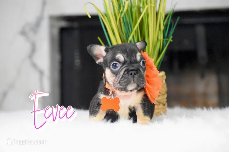 Eevee – French Bulldog puppy for sale in San Antonio, TX