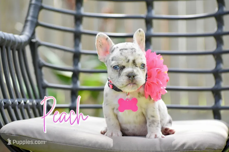 Peach – French Bulldog puppy for sale in San Antonio, TX