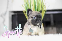Squirtle , a male French Bulldog for sale in San Antonio, TX – 2 of 3