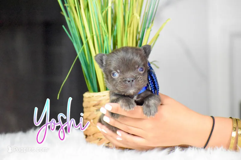Yoshi – French Bulldog puppy for sale in San Antonio, TX