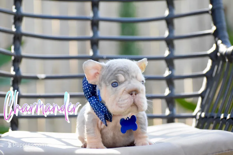Charmander – French Bulldog puppy for sale in San Antonio, TX