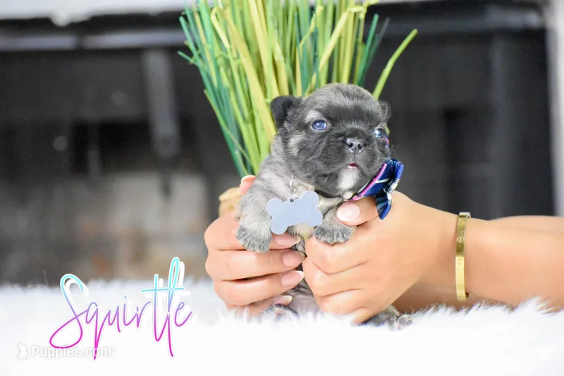 Squirtle  – French Bulldog puppy for sale in San Antonio, TX