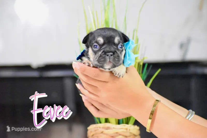 Ever – French Bulldog puppy for sale in San Antonio, TX