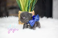 Yoshi, a male French Bulldog for sale in San Antonio, TX – 2 of 2