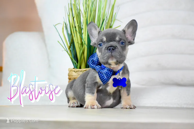 Blastoise  – French Bulldog puppy for sale in San Antonio, TX