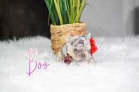 Boo, a female French Bulldog for sale in San Antonio, TX – 4 of 4