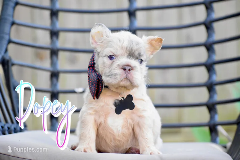 Dopey – French Bulldog puppy for sale in San Antonio, TX