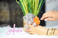 Sakura, a female French Bulldog for sale in San Antonio, TX – 3 of 4