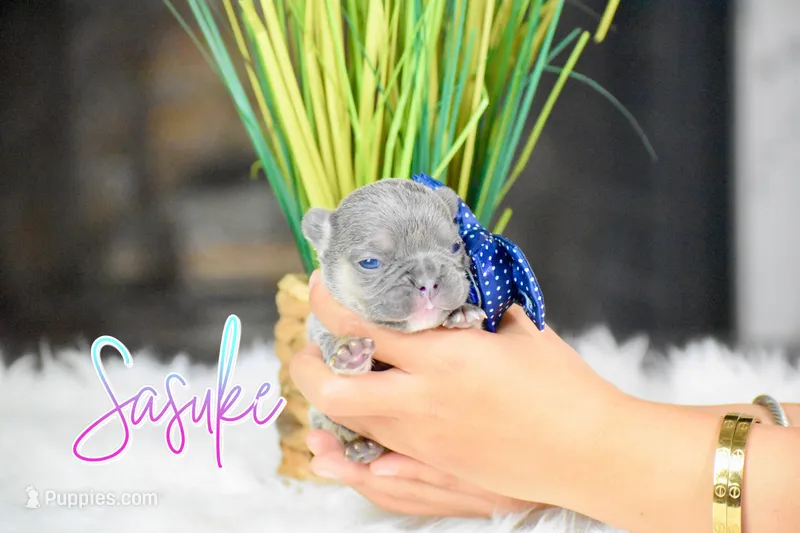 Sasuke  – French Bulldog puppy for sale in San Antonio, TX