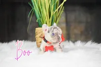Boo, a female French Bulldog for sale in San Antonio, TX – 2 of 3