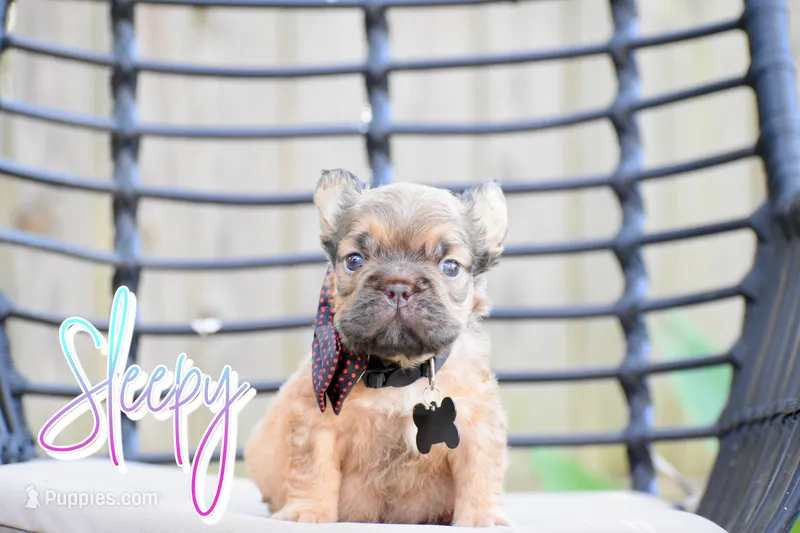 Sleepy – French Bulldog puppy for sale in San Antonio, TX
