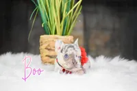 Boo, a female French Bulldog for sale in San Antonio, TX – 3 of 3