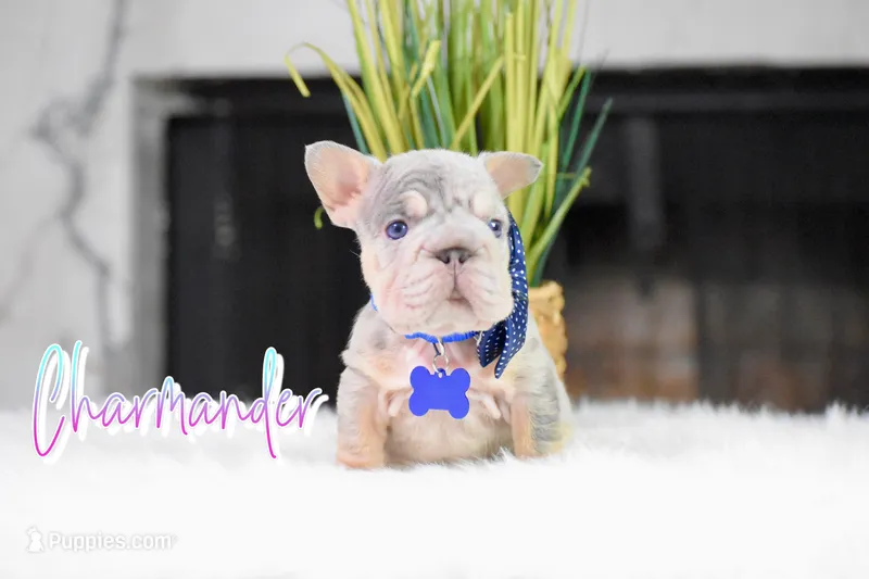 Charmander – French Bulldog puppy for sale in San Antonio, TX