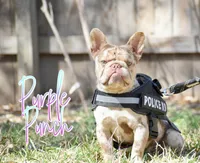 Purple punch , a male French Bulldog for sale in San Antonio, TX – Photo 2 of 2
