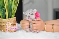 Peach, a female French Bulldog for sale in San Antonio, TX – 4 of 4