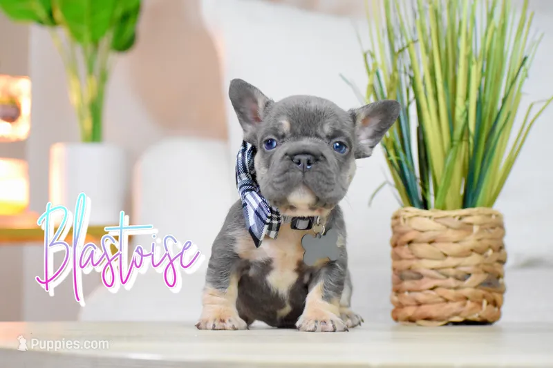 Blastoise  – French Bulldog puppy for sale in San Antonio, TX