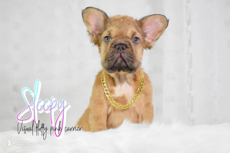 Sleepy – French Bulldog puppy for sale in San Antonio, TX
