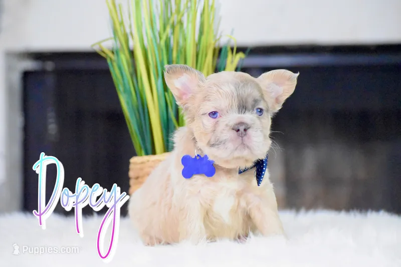 Dopey – French Bulldog puppy for sale in San Antonio, TX