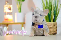 Charmander, a male French Bulldog for sale in San Antonio, TX – 5 of 5