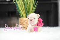 Snow White , a female French Bulldog for sale in San Antonio, TX – 2 of 3